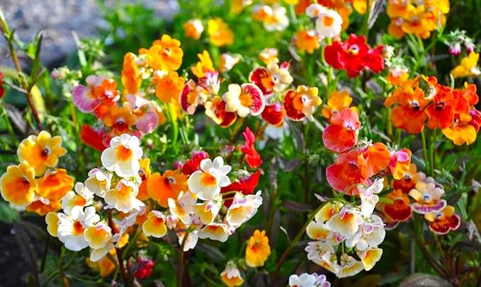 Seeds Nemesia Galaxy Seed Mix 450+ Seeds for Planting Annual Flowers