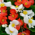 Park Seed Hula Red & White Mix Begonia Seeds - Pack of 10 Seeds, Vibrant Red and White Blooms, Trailing Habit, Perfect for Hanging Baskets and Containers, Early Flowering