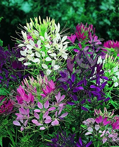 200+ Seeds Spider Plant Queen Mix Cleome - Flower Multicolor