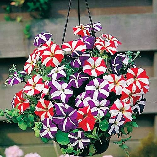 KIRA SEEDS - Seeds Petunia Starfall F1 Mix - Annual Flowers for Planting - GMO Free
