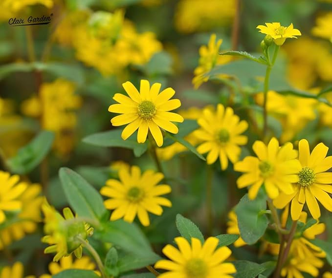 Creeping Zinnia - Sanvitalia Procumbens - 1000 Seeds - Bright Colors, Heirloom, Non-GMO, USA Grown, Excellent for Pollinators, Annual - Vibrant Flowers for Any Home Garden