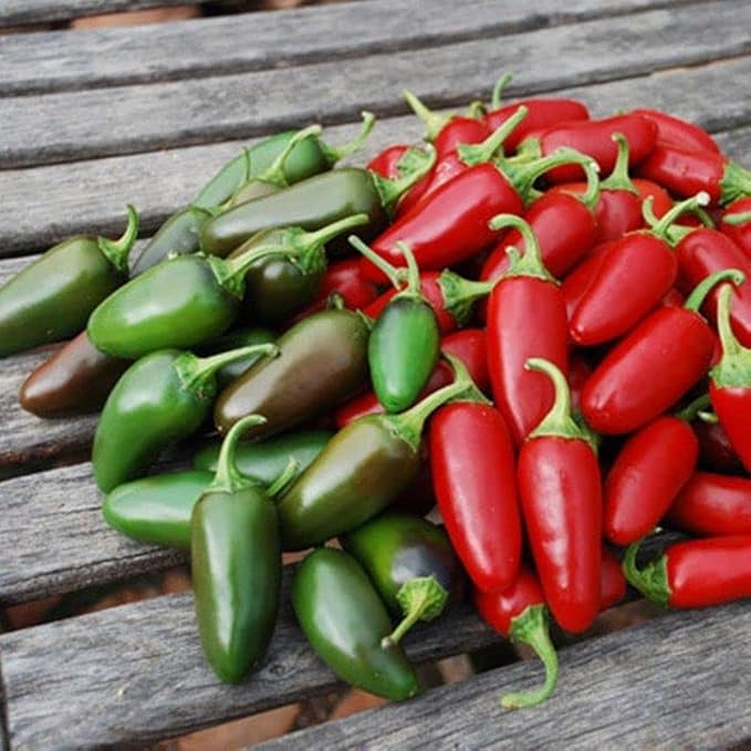 Seeds Jalapeno Chili Pepper - Hot - Heirloom Vegetable - GMO Free