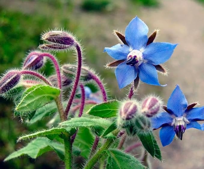 KIRA SEEDS - Seeds Borage - Annual Heirloom Herb - GMO Free