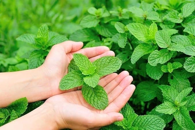 Seeds Lemon Balm Melissa Herbs Heirloom for Planting Non GMO