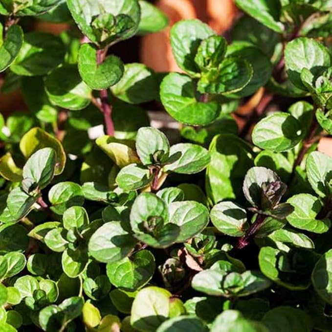 2 Chocolate Mint Plants Live Indoors Outdoors, Fresh Herb Mint Plant, Potted Mint Plant Seeds, Chocolate Mint Plant, Chocolate Mint Live Plant