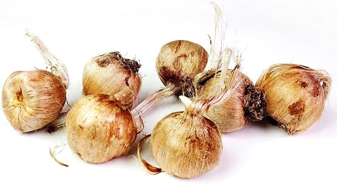 Votaniki Saffron Crocus Bulbs - Long Lasting, Enhance Garden with Exquisite Flavor | Harvest Spice at Home - Low Maintenance & Easy to Grow - Autumn Bloomers (10 Pack)