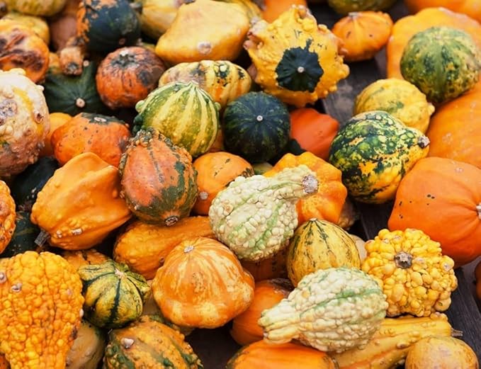 SeedsUP - 10+ Seeds Ornamental Pumpkin - Vegetable Mix