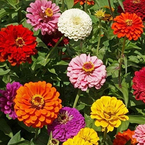 Seeds Terry Zinnia Seed Mix Common Zinnia 100+ Seeds for Planting Garden Flowers Non-GMO Annual