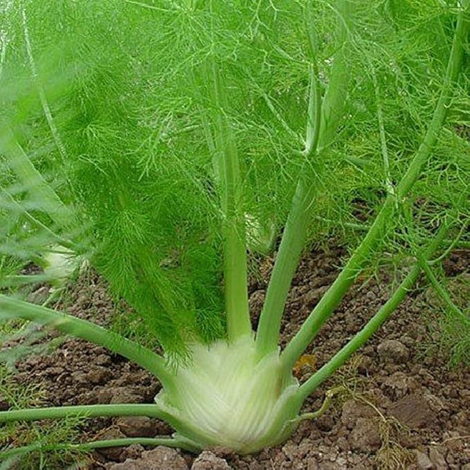 Fennel, Florence (Foeniculum vulgare) Herb Seeds, Edible Bulb, Distinctive Flavor, Tall and Showy, High in Nutrients, Seeds by MySeeds.Co, You Choose The Amount (1/2 LB)