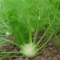 Fennel, Florence (Foeniculum vulgare) Herb Seeds, Edible Bulb, Distinctive Flavor, Tall and Showy, High in Nutrients, Seeds by MySeeds.Co, You Choose The Amount (0.5 oz)