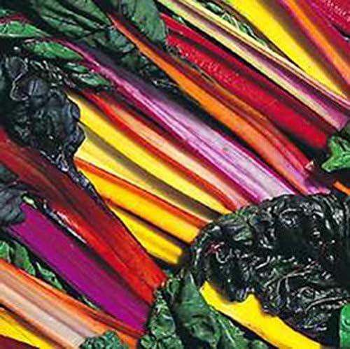 Swiss Chard Bright Light Garden Heirloom Vegetable by Seed Kingdom Bulk 1/4 Lb Seeds