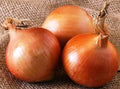 Seeds Chalcedony Onion - Heirloom Vegetable - GMO Free