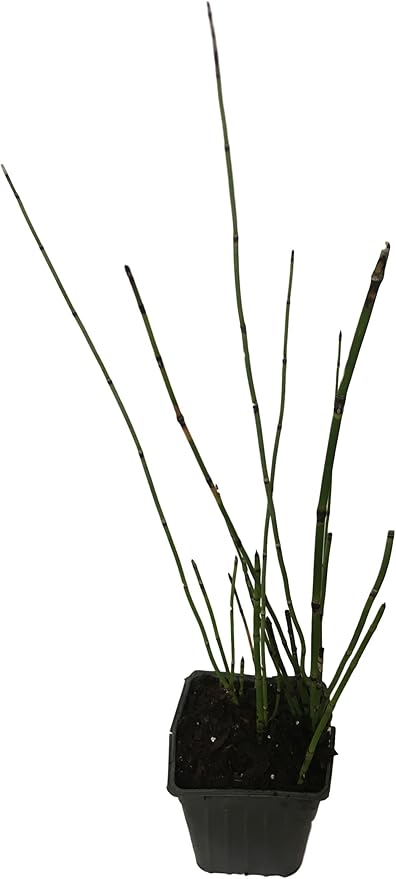 VERR 2 pots Horsetail Grass in a 4 inch containers - RK275