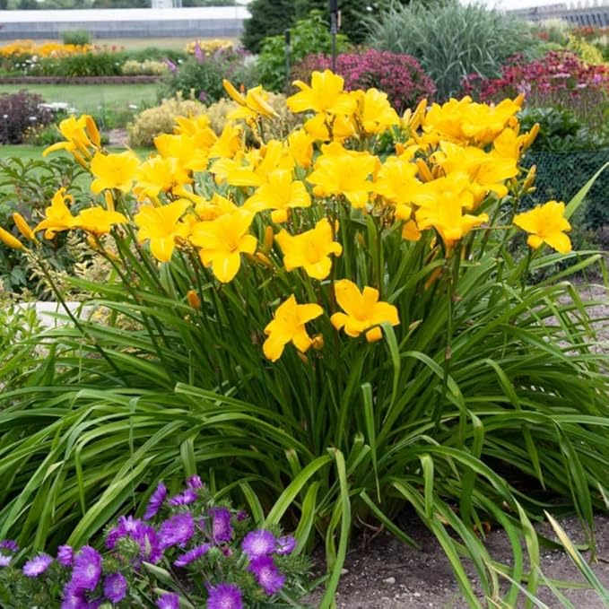 Set 10 Yellow Daylily Bulbs for Planting, Hardy Perennial Lily Roots for Colorful Summer Blooms