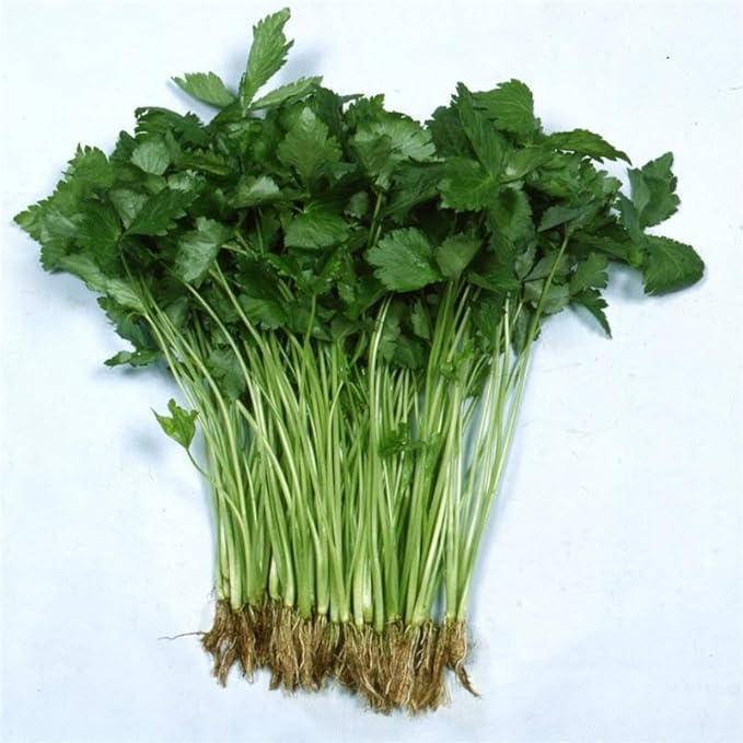 Japanese Parsley Seed 2 Gram ~875 Seeds – Mitsuba (Cryptotaenia Japonica) – Heirloom, Non-GMO – Trefoil Herb for Microgreens & Culinary Use – Perennial Grown as Annual – Japanese Wild Parsley
