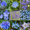 UtopiaSeeds Blue Wildflower Seed Mix - Attracts Hummingbirds and Butterflies - Easy to Grow