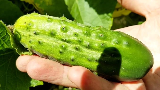 Seeds Indoor Cucumber Self-Pollinating 10 Seeds for Planting Non-GMO