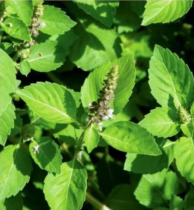 200PCS Tulsi Seeds Ocimum Tenuiflorum-Non-GMO Heirloom-Herb Holy Basil Seeds