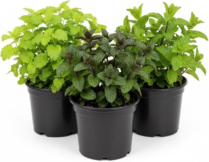Combo 3 Assorted Herbs Plants Garden, Basil, Rosemary, Peppermint, Lemon Balm Plant Live, Mix Varieties Herb, 3 to 5 Inches Tall, No Potted