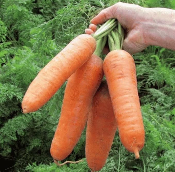 KIRA SEEDS - Seeds Carrot Red Giant - Heirloom Vegetable - GMO Free
