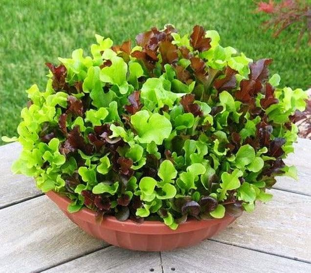 Seeds Lettuce Indoor Mix - 20 Days for Salad - Heirloom Vegetable - GMO Free