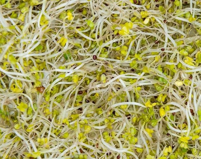 Food to Live Broccoli Seeds for Sprouting, 2 Pounds – Vegan, Kosher, Sirtfood, Bulk. Rich in Sulforaphane, Vitamin C, Vitamin A. Great for Growing Sprouts, Microgreens. High Germination Rate