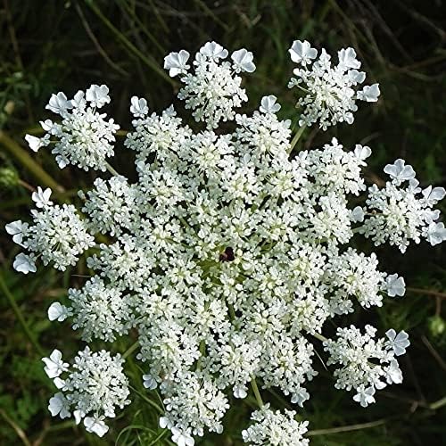 Anise Herb Plant Seeds- 100 Count Seed Pack - a Southern European and Mediterranean herb with a Flavor Reminiscent of Licorice - Country Creek LLC