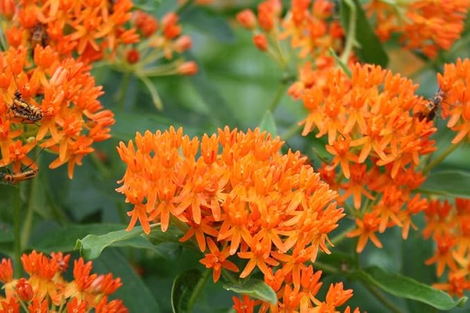 Orange Butterfly Milkweed Flower Seeds (Asclepias Tuberosa), Pack of 100 Seeds by Seeds2Go