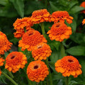Eden Brothers Zinnia Seeds - Zinderella Orange, Non-GMO Seeds for Planting, Packet | Low-Maintenance Flower Seeds, Plant During Spring, Zones 2, 3, 4, 5, 6, 7, 8, 9, 10, 11