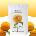 Sunflower Seeds - Teddy Bear - 100 Seeds - Heirloom, Non-GMO, USA Grown, Excellent for Pollinators, Annual, Deer Resistant - Low-Maintenance Sunflower Seeds for Any Home Garden