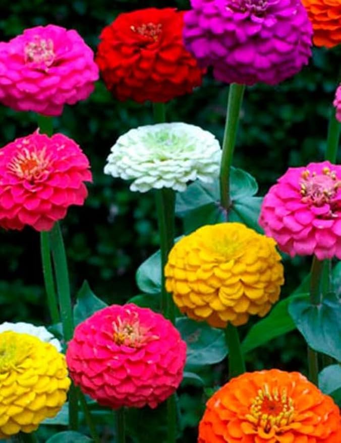 1000 Dwarf Lilliput Mix Zinnia Seeds for Planting 5 Grams Non GMO Heirloom Elegans Midget USA Harvested pollinator bee Butterfly