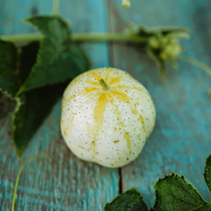 Lemon Cucumber - 25 Seeds - Heirloom & Open-Pollinated Variety, USA-Grown, Non-GMO Vegetable Seeds for Planting Indoors or Outdoors in The Home Garden, Thresh Seed Company