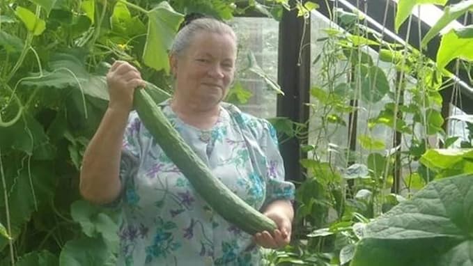 Seeds Cucumber Burpless Chinese Miracle Snake Giant Long Rare Vegetable for Planting Non GMO
