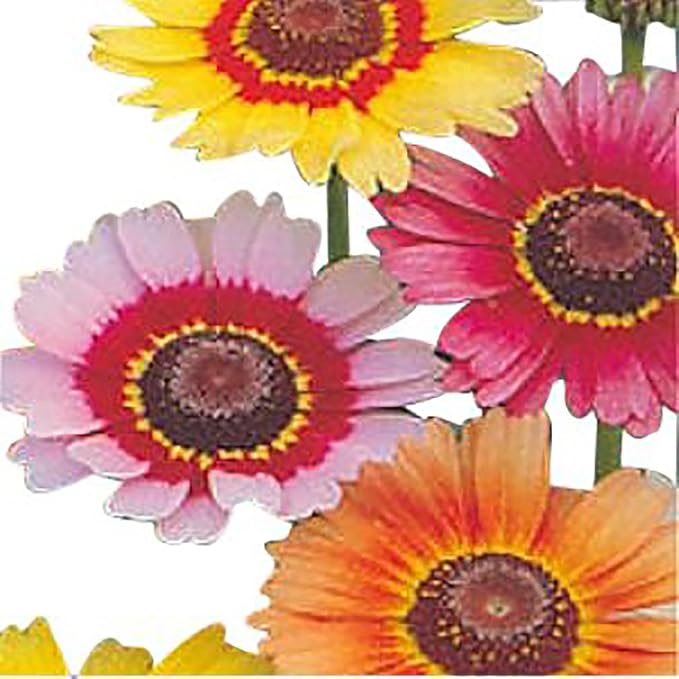 Painted Daisy Seeds - Chrysanthemum Carinatum - 2500 Seeds