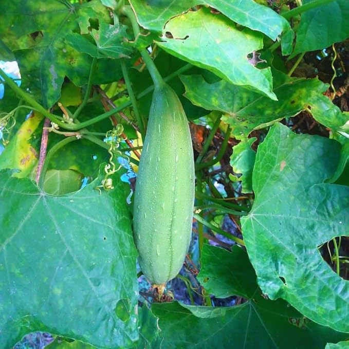 10 Luffa Gourd Seeds, Luffa Gourd Vegetable Seeds for Planting Outdoor Indoor, Gourd Seeds