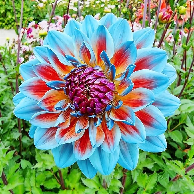 300+ Mix Dahlia Seeds to Plant - Exotic Varieties, Mixed Colors, Non-GMO, Ideal for Home Gardens