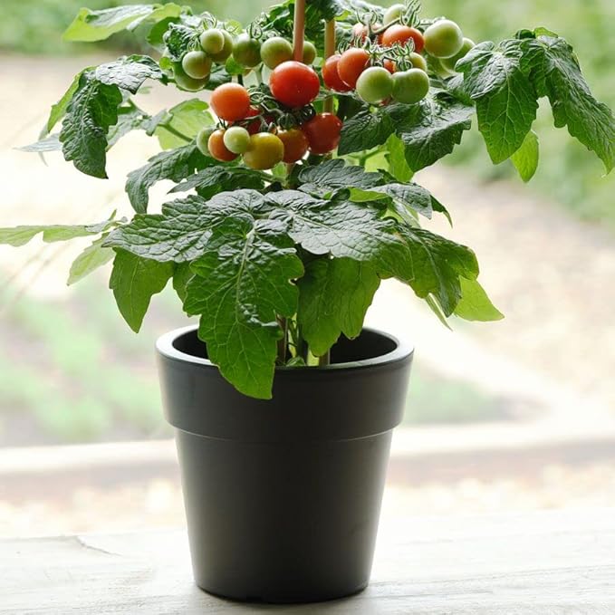 Park Seed Cherry Tomato Seeds, Planting Vegetables, Easy to Grow, Non-GMO, Variety of Colors and Sizes, Spring Garden, Kitchen Minis Siam, Pack of 10