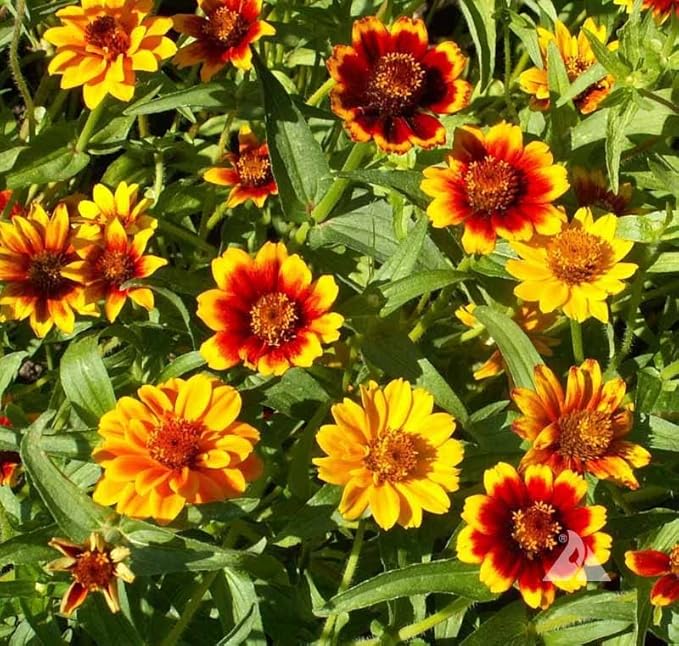 100 Persian Carpet Mix Zinnia Seeds for Planting Mexican Zinnia 1/4+ gram of Seeds Non GMO Heirloom USA Harvested pollinator bee Butterfly