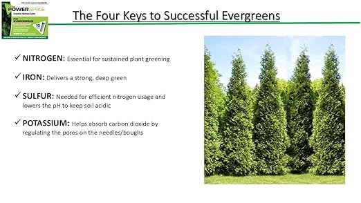 Power Spike for EVERGREENS, Fertilizer Spike. Essential Nutrient Spike Fortified with Iron to Feed All Types of evergreens and Address Common Deficiencies (30 Spikes - 9.6 lbs) (30)