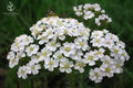 White Yarrow Flower Seeds (Achillea Millefolium) - Pack of Over 10,000 Seeds by Seeds2Go