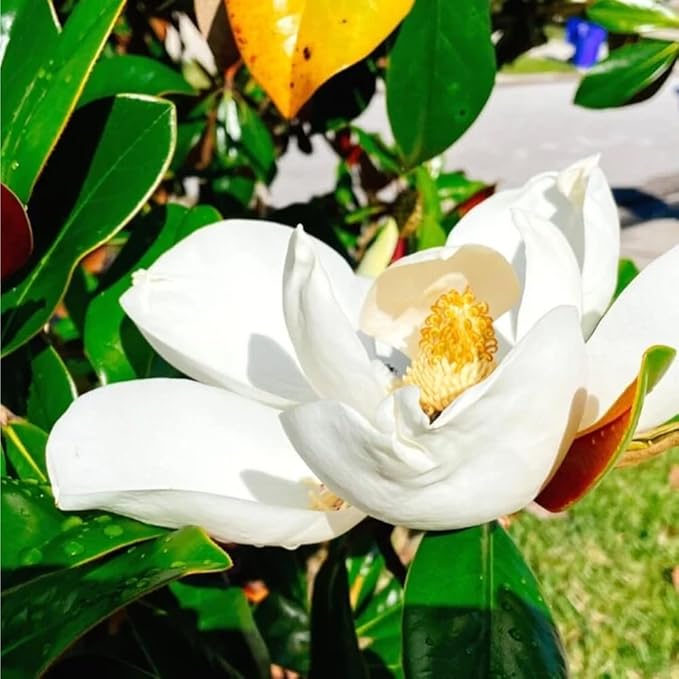 10+ Perennial Mix Magnolia Flower Seeds for Planting Outdoors -Magnolia Trees Plants Seed Ornamental Fragrant Tree Garden,Non-GMO Heirloom for Home Outdoor Garden