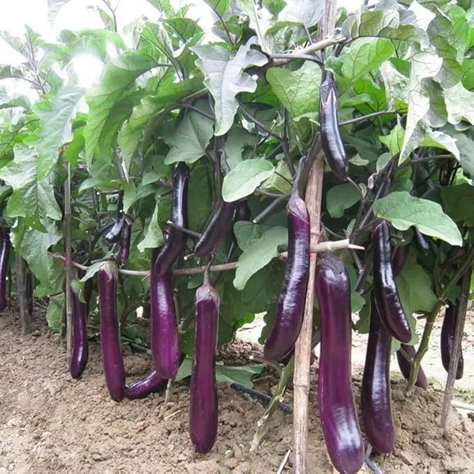 50+ Long Purple Eggplant Seeds Planting Non-GMO Exotic Heirloom Vegetables Productive Asian Long Slender Eggplant