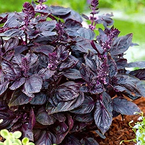 Seeds Indoor Purple Basil in Pot Heirloom Herb for Planting Non GMO
