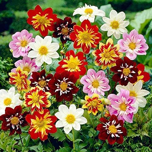 Seeds Flowers Dahlia Funny Guys Mix - 70 Seeds