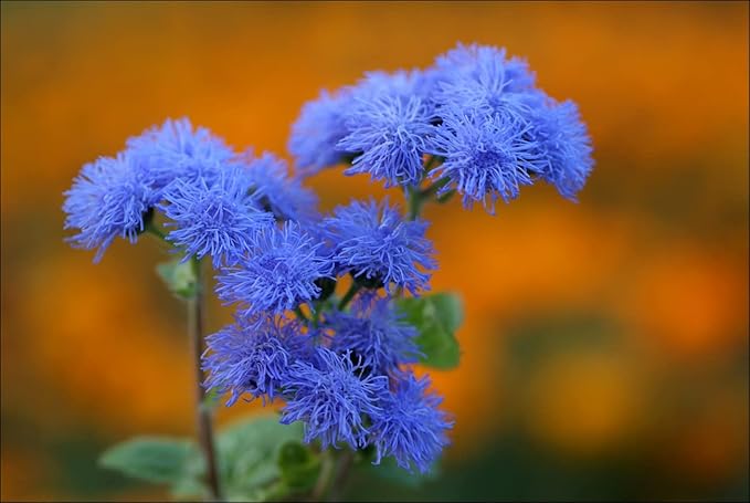 Ageratum Blue Ageratum houstonianum Flossflower Blue Mink Garden Seeds for Planting 400+ Seeds
