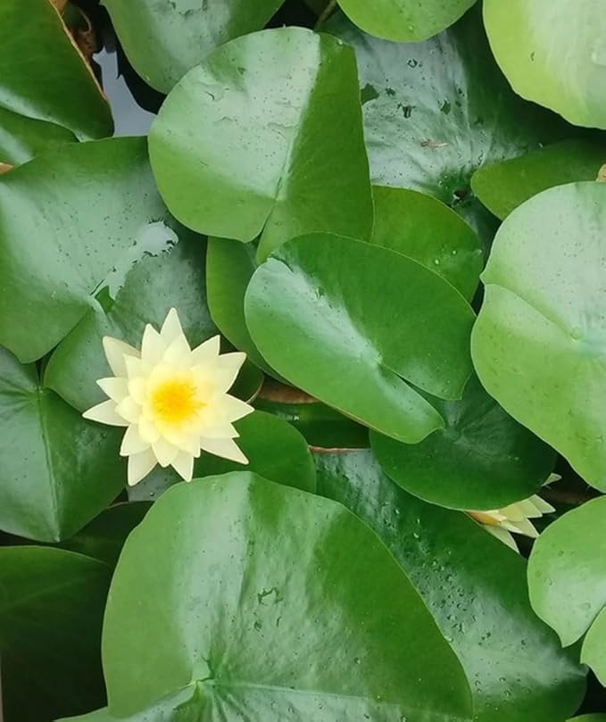 30 PCS Bowl Lotus Seeds Bonsai Lotus Seeds for Planting Water Lily Pink Purple Red Flower Aquatic Plants Seed Pond Plants Non GMO Home Garden Flowering