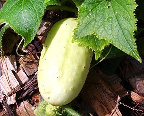 30 White Wonder Sweet Cucumber Seeds, Heirloom Non-GMO, a.k.a. Albino, Ivory King, Jack Frost, Landreths White Slicing, Cucumis sativus, from USA
