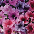 Park Seed Daddy Mix Petunia – Grandiflora 4-Inch Blooms in Blue, Red, Sugar, and Peppermint with Striking Veining, Upright Mounded Habit for Baskets or Containers – Pack of 10