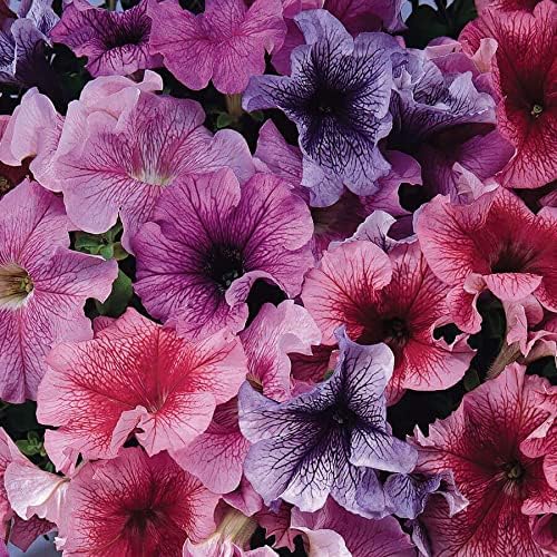 Park Seed Daddy Mix Petunia – Grandiflora 4-Inch Blooms in Blue, Red, Sugar, and Peppermint with Striking Veining, Upright Mounded Habit for Baskets or Containers – Pack of 10