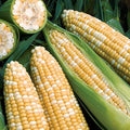 Park Seed Variety of Corn Seeds, Non-GMO Vegetable Seeds for Planting, Easy to Grow, Perfect for Harvesting, Obsession, Pack of 200